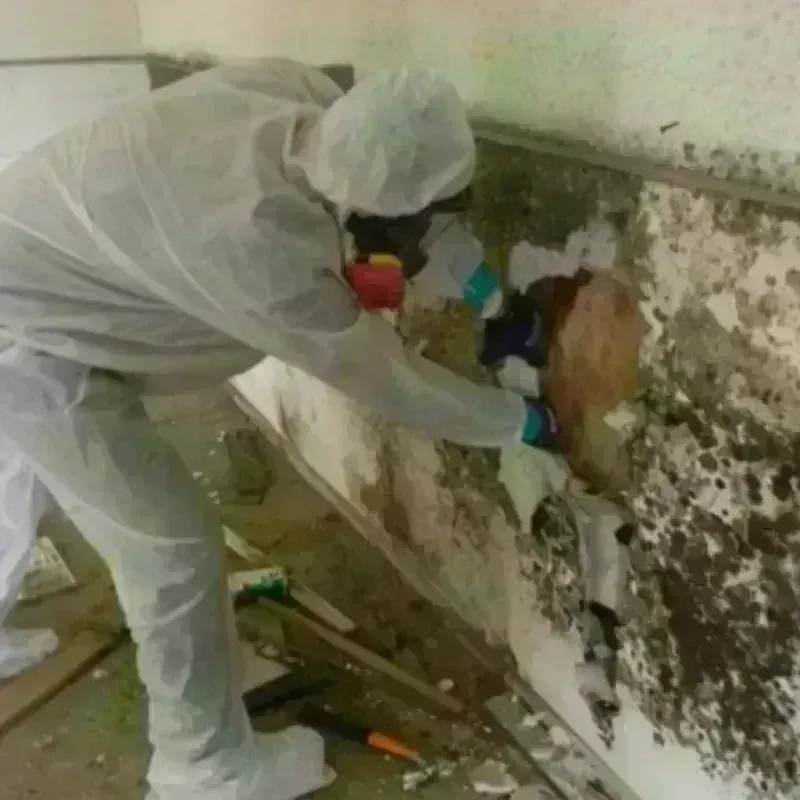 Mold Remediation and Removal in Deville, LA